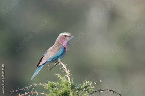 The Lilac-breasted Roller, Coracias caudatus is sitting on the branch, green background, Africa, Uganda © Petr Šimon