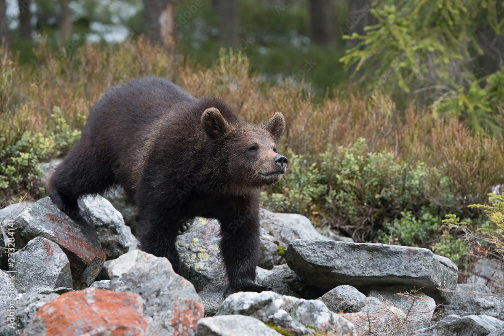 The young Broown Bear, Ursus arctos is looking what to do. The young Brown Bear is standing on the stone. In the background are trees, typical Nordic environment.