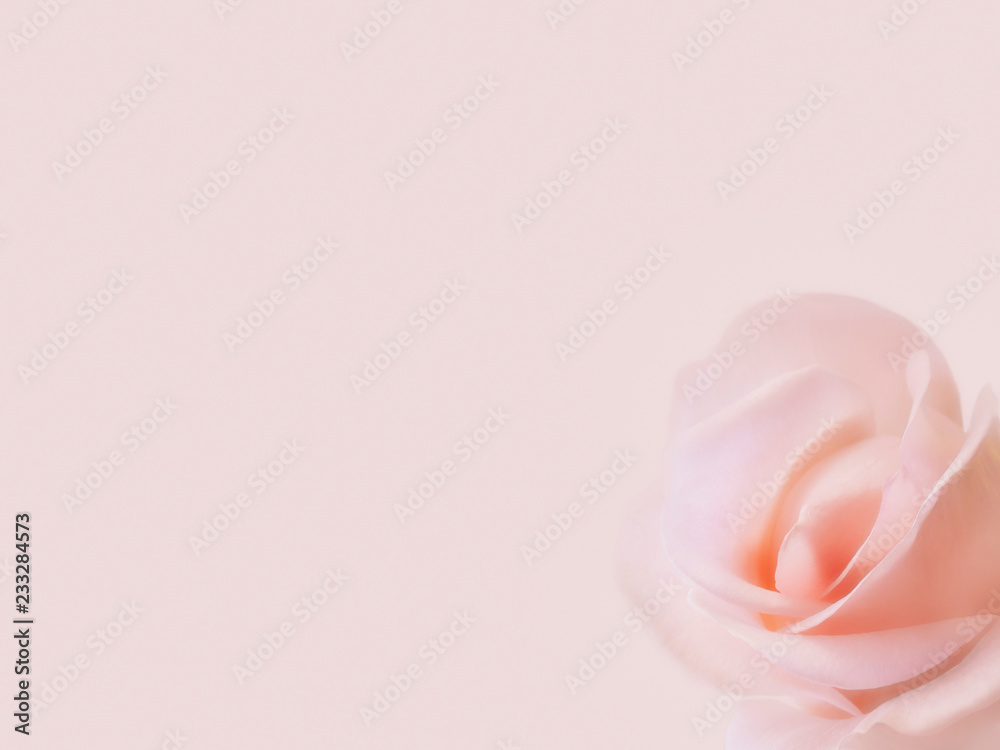 Pink rose fllower isolated on pink background with shallow depth of field and focus the centre of rose
