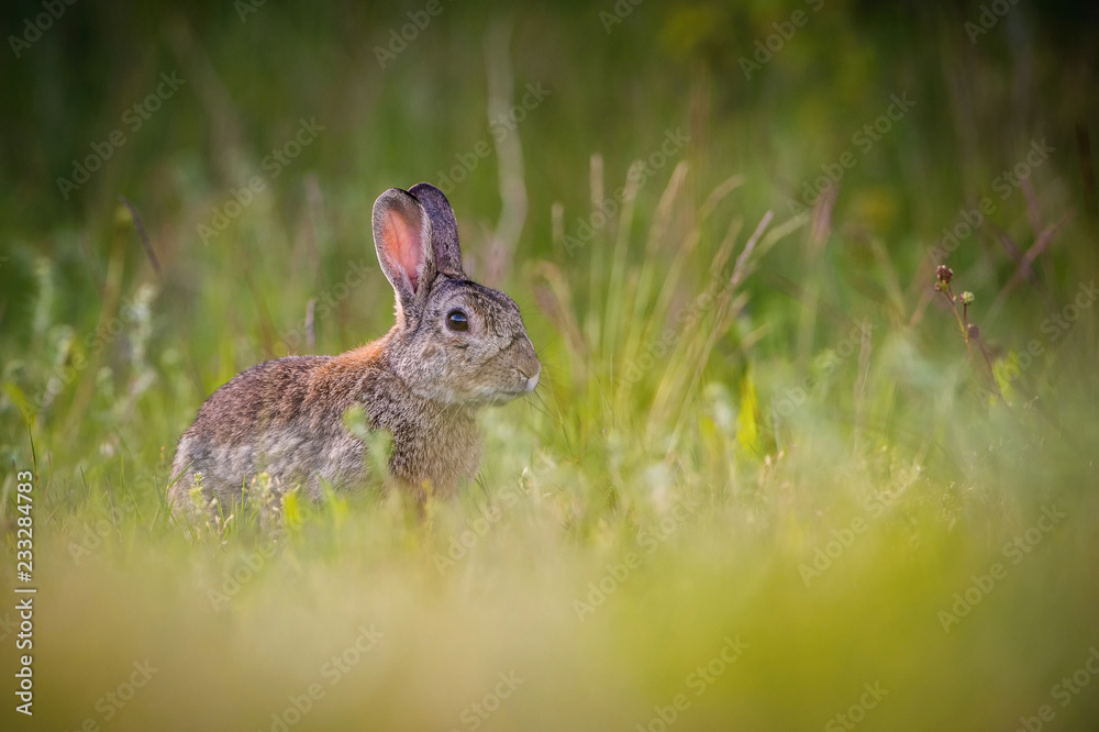 Fototapeta premium European Rabbit, Oryctolagus cuniculus is sitting in the grass during the sunset, nice meadow background, Czechia..