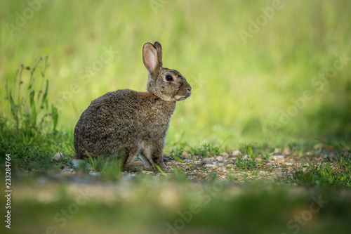 European Rabbit, Oryctolagus cuniculus is sitting in the grass during the sunset, nice meadow background, Czechia.. © Petr Šimon