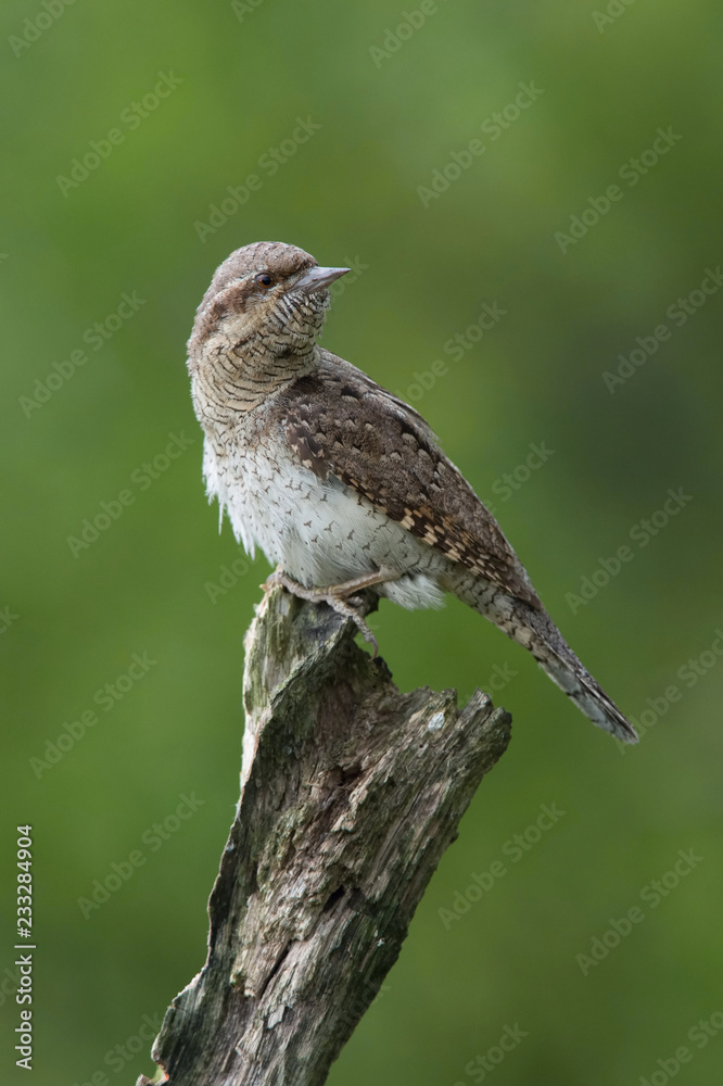Eurasian Wryneck, Jynx torquilla is perched on the top of the stick in the nice green background, it is near his nest during their nesting season, golden light picture, Czech Republic Eurasian Wryneck, Jynx torquilla is perched on the top of the stick in the nice green background, it is near his nest during their nesting season, golden light picture, Czech Republic
