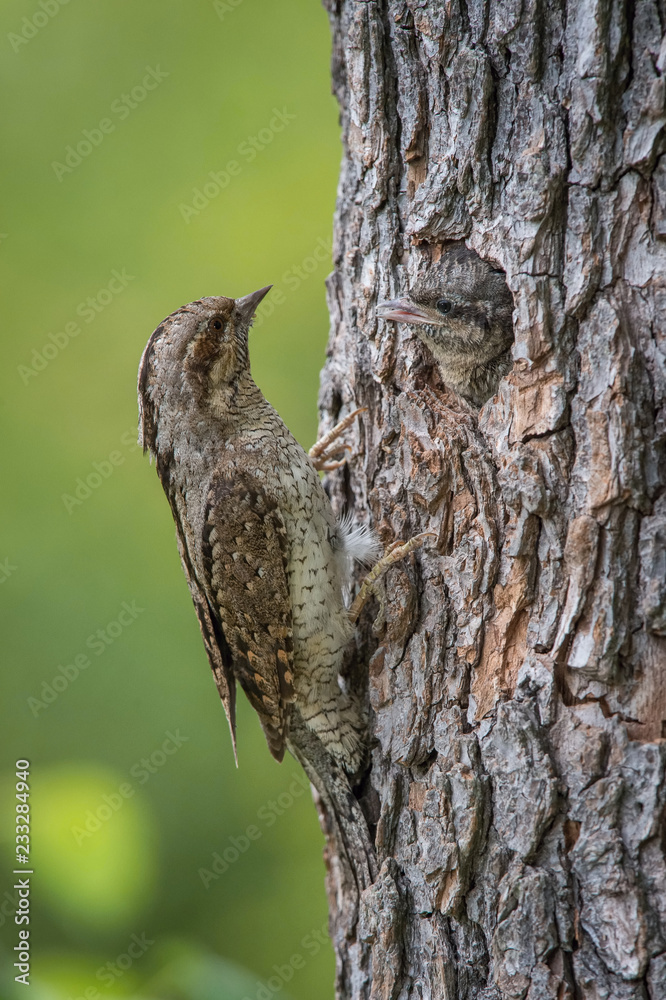 Obraz premium Eurasian Wryneck, Jynx torquilla is feeding its chicks in the nice green background, it is at its nest during their nesting season, golden light picture, Czech Republic