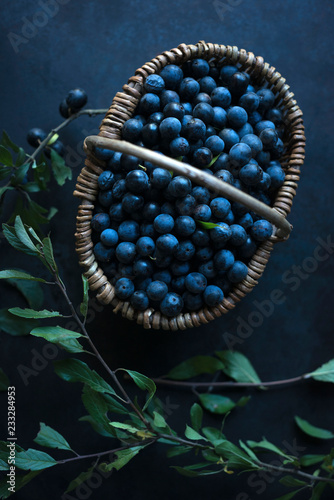 A basket of freshly picked sloe berries (Prunus spinosa)