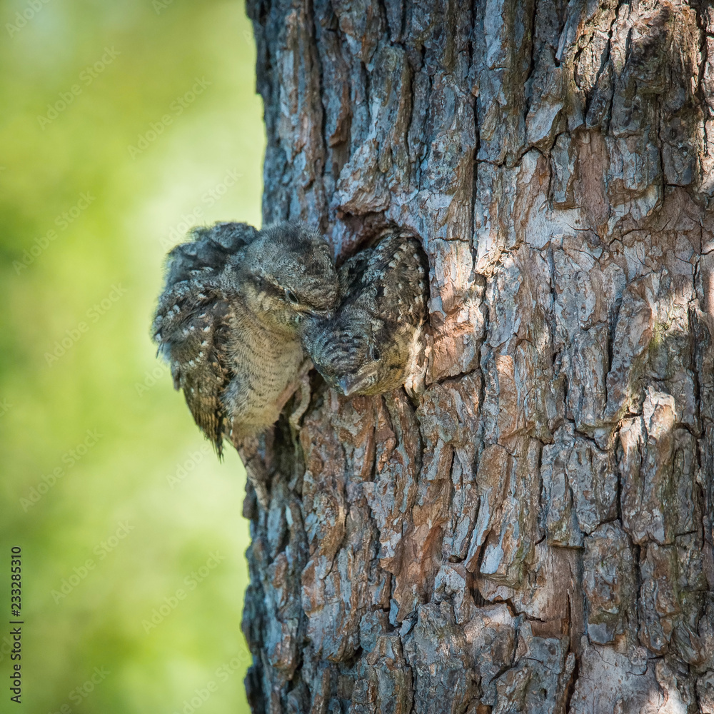 Obraz premium Eurasian Wryneck, Jynx torquilla is just leaving its nest in the nice green background, during their nesting season, golden light picture, Czech Republic