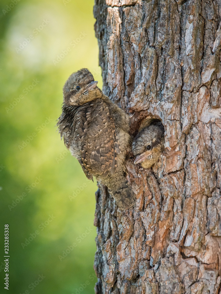 Obraz premium Eurasian Wryneck, Jynx torquilla is just leaving its nest in the nice green background, during their nesting season, golden light picture, Czech Republic