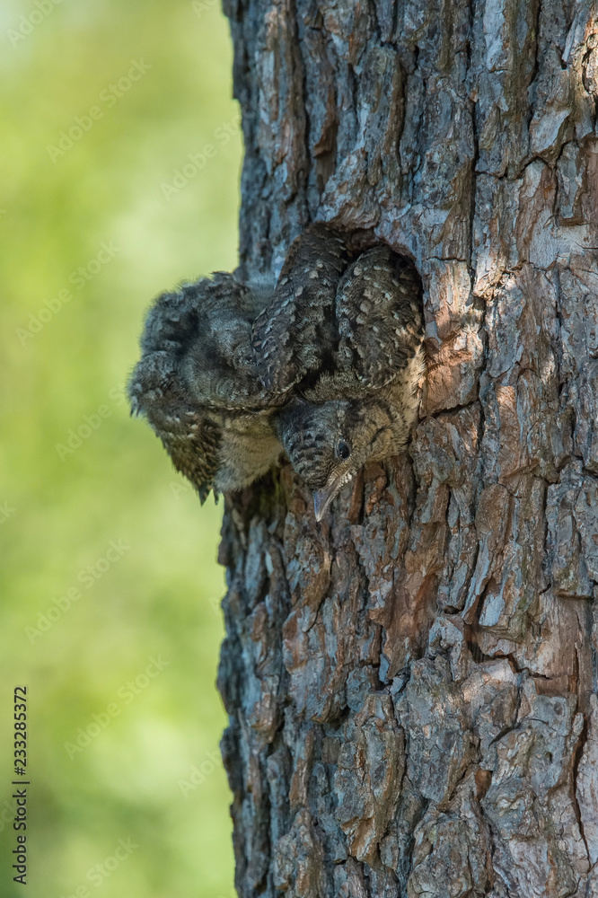 Obraz premium Eurasian Wryneck, Jynx torquilla is just leaving its nest in the nice green background, during their nesting season, golden light picture, Czech Republic