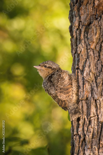 Eurasian Wryneck, Jynx torquilla is just leaving its nest in the nice green background, during their nesting season, golden light picture, Czech Republic