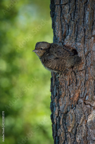 Eurasian Wryneck, Jynx torquilla is just leaving its nest in the nice green background, during their nesting season, golden light picture, Czech Republic