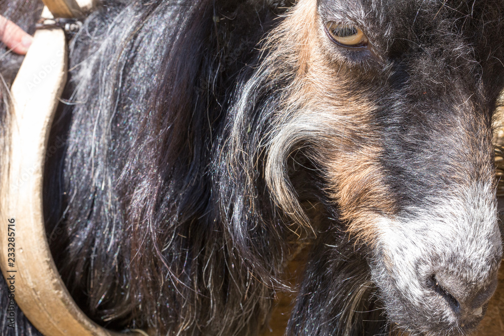 cachemire Goats cashmere. kashmir goat wool genuine, combed and not