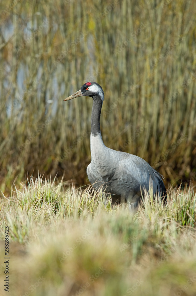 Obraz premium The&nbsp;Common Crane,&nbsp;Grus grus is standing in the typical environment near the Lake Hornborga, Sweden..