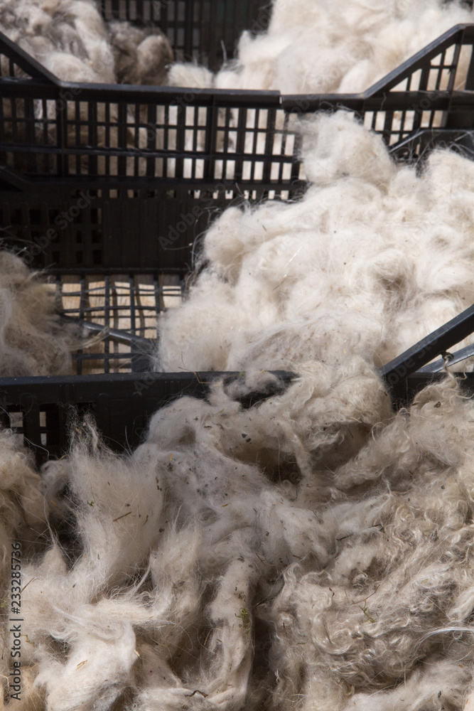 cachemire Goats cashmere. kashmir goat wool genuine, combed and not. Animal  hair worsted wool with brush and comb Stock Photo | Adobe Stock