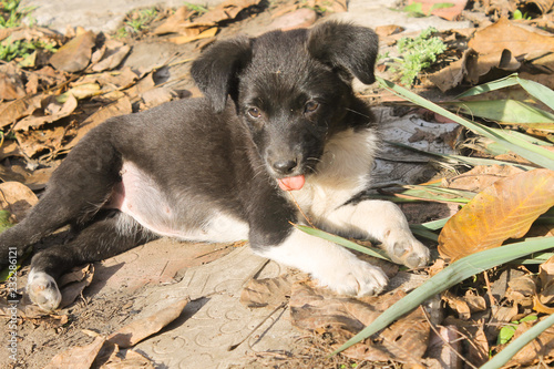 Small pappy on fallen autumn leaves