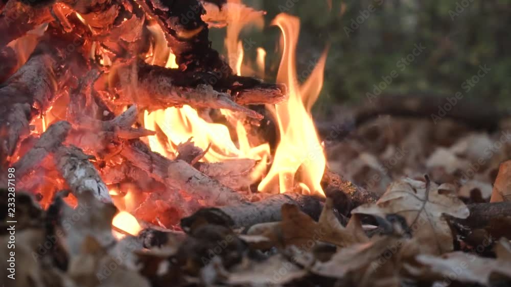 Background with orange fire, campfire in summer forest Background with orange fire, campfire in summer forest