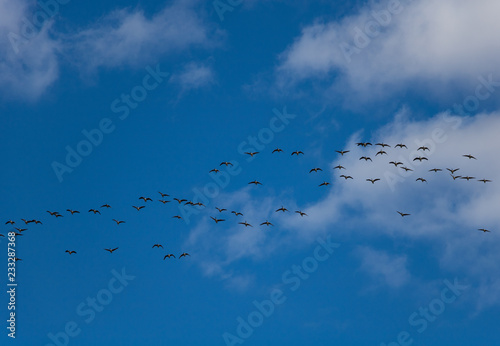 Geese in the sky. Birds in the sky.