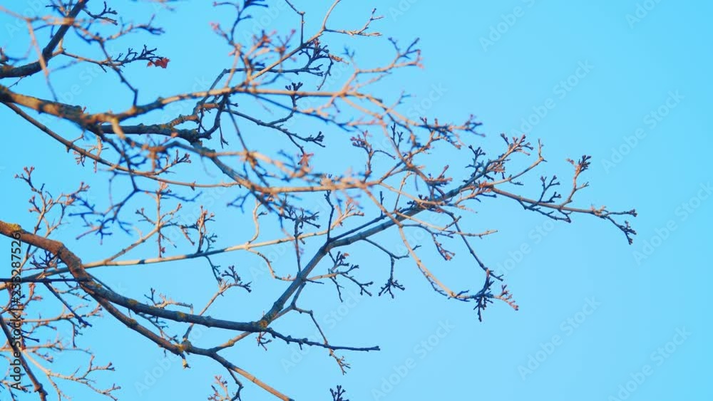 Dry tree branch on a white background nature. dry tree branch on a blue background the beginning of the winter landscape forest dry branch concept lifestyle Dry tree branch on a white background nature. dry tree branch on a blue background the beginning of the winter landscape forest dry branch concept lifestyle