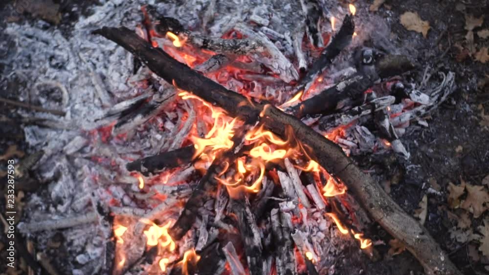 Background with orange fire, campfire in summer forest Background with orange fire, campfire in summer forest