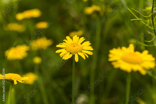 Yellow chamomile  Anthemis tinctoria  Cota tinctoria  the golden marguerite  oxeye chamomile  yellow flowers on the field. Honey plants of Europe.