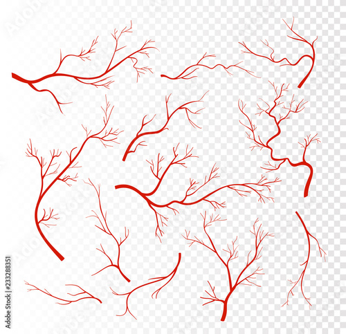 Vector illustration set of red human veins, capillaries or vessel, blood arteries isolated on transparent background.
