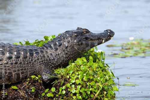 Dark alligator (Caiman yacare) in Esteros del Ibera, Argentina.