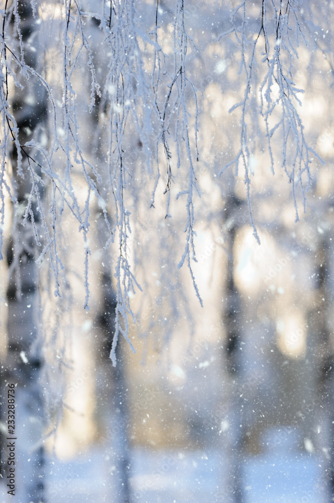Snow and frost covered birch trees along pedestrian walkway. Snow and frost covered birch trees along pedestrian walkway.