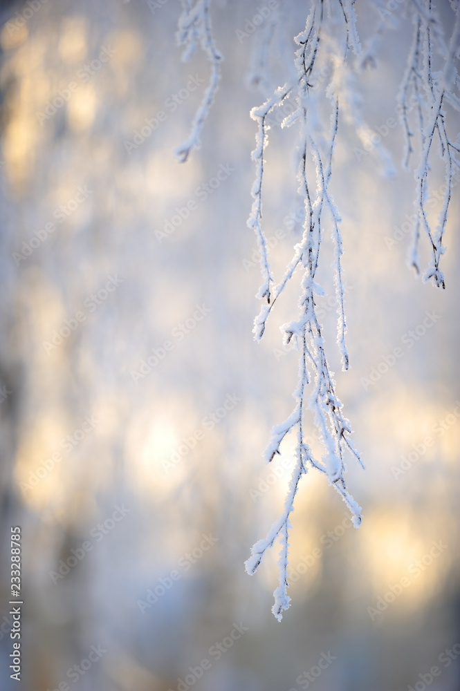 Frost covered birch tree (Betula pendula) branches in winter landscape backlight by the low angle sun. Selective focus and shallow depth of field. Frost covered birch tree (Betula pendula) branches in winter landscape backlight by the low angle sun. Selective focus and shallow depth of field.
