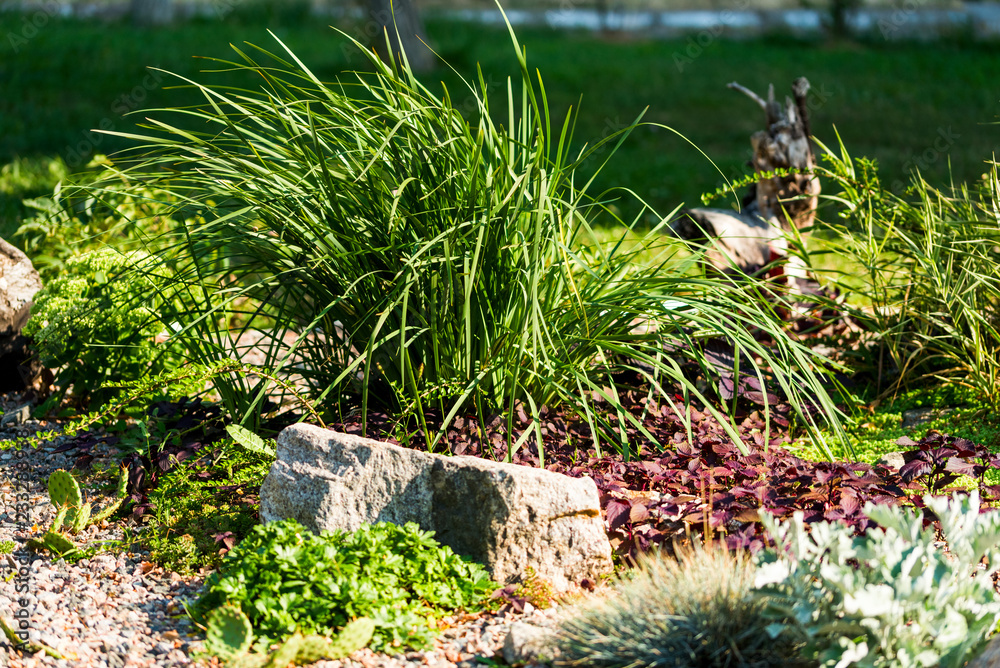 stones and decorative bushes in landscape design stones and decorative bushes in landscape design
