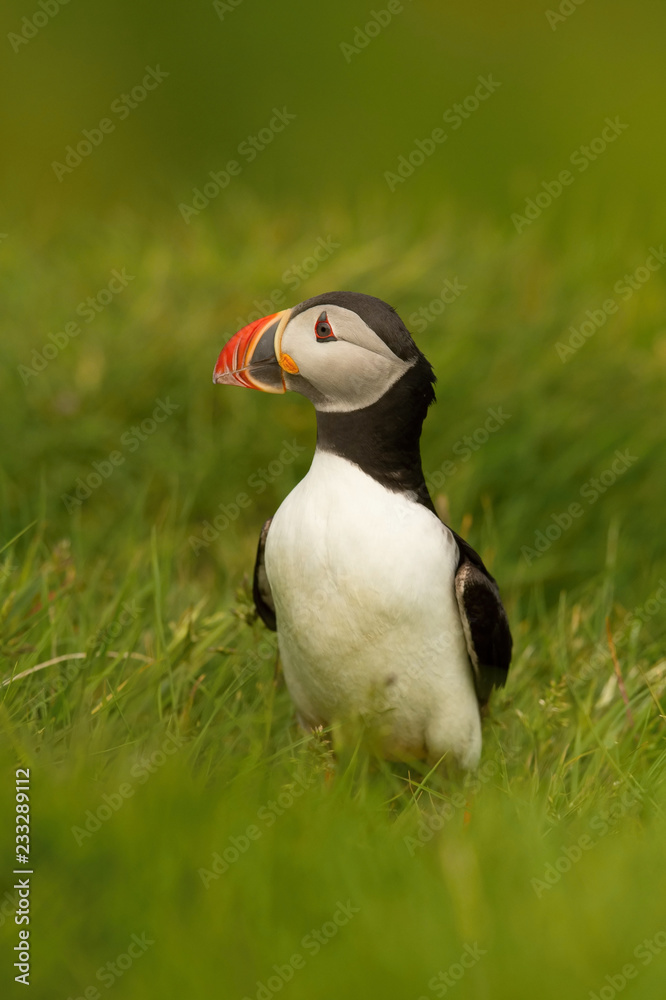 Naklejka premium The Atlantic Puffin, Fratercula arctica is sitting in the green grass very clouse to its nesting hole. It is typical nesting habitat in the grass in small island named Mykines in the Faroe Islands...