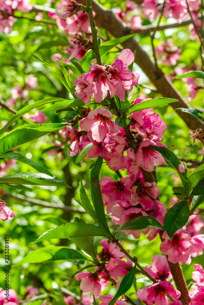 Japanese flowers of apple on the branches in spring Japanese flowers of apple on the branches in spring