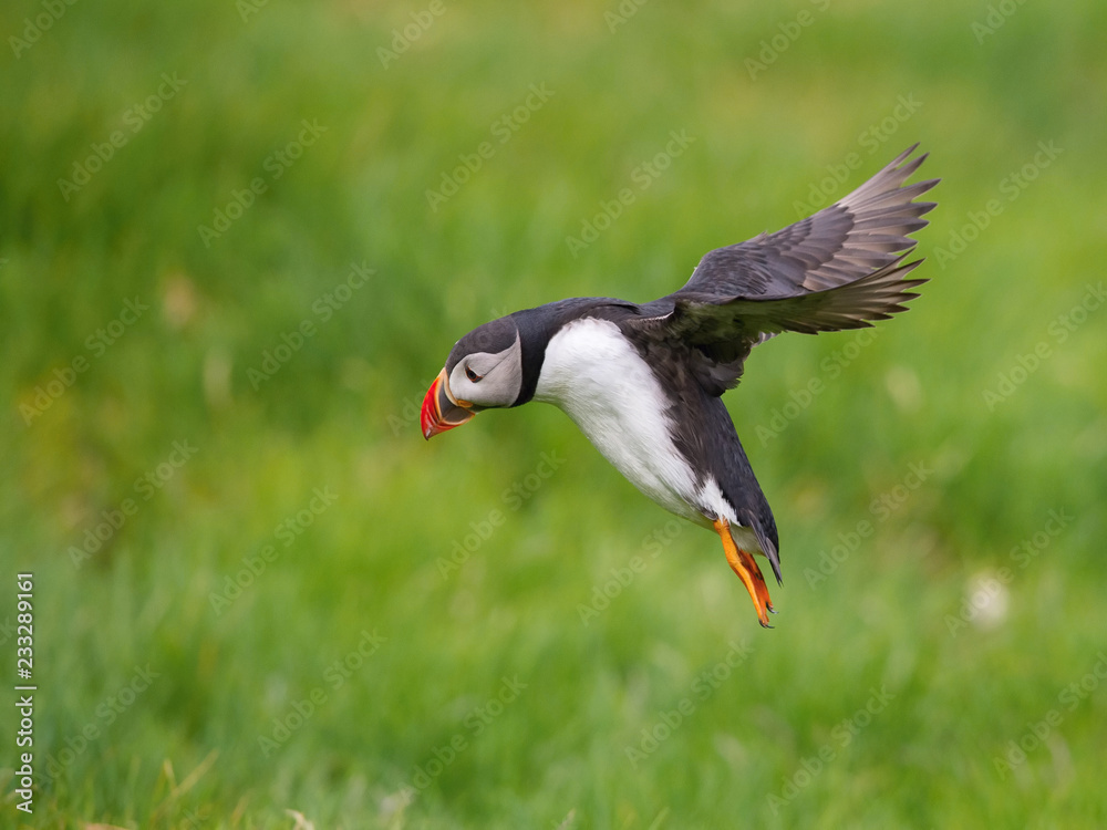 Fototapeta premium The Atlantic Puffin, Fratercula arctica is flying in the green background clouse to its nesting hole. It is typical nesting habitat in the grass in small island named Mykines in the Faroe Islands...