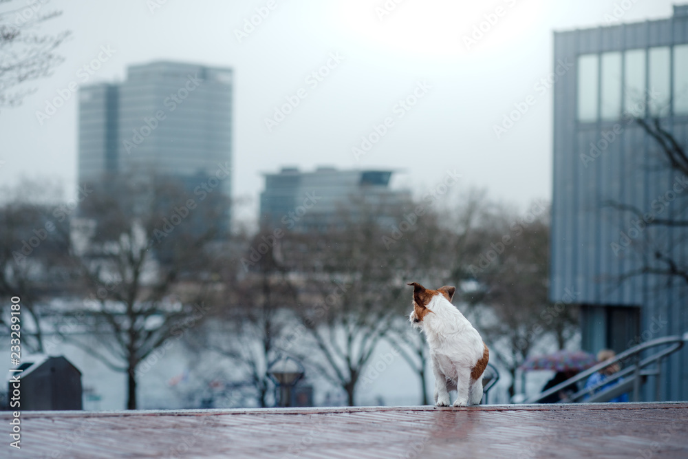 little dog in the city. travel with your pet. Jack Russell Terrier dog on the background of architecture