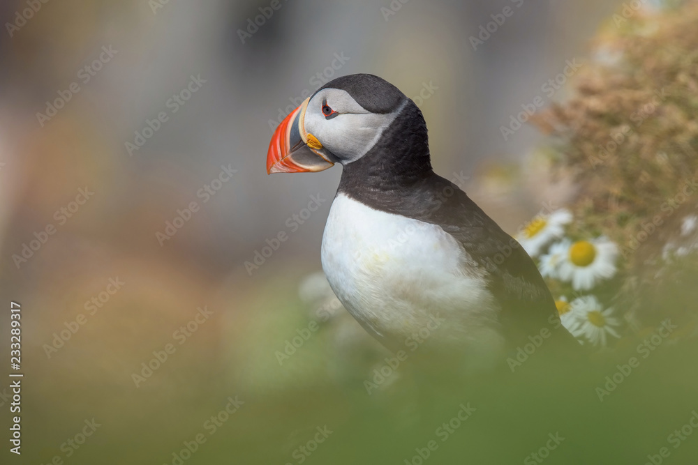 The Atlantic puffin, Fratercula arctica is sitting in the grass very clouse to its nesting hole. It is typical nesting habitat in the grass on the high cliffs on the Atlantic coast in Iceland The Atlantic puffin, Fratercula arctica is sitting in the grass very clouse to its nesting hole. It is typical nesting habitat in the grass on the high cliffs on the Atlantic coast in Iceland