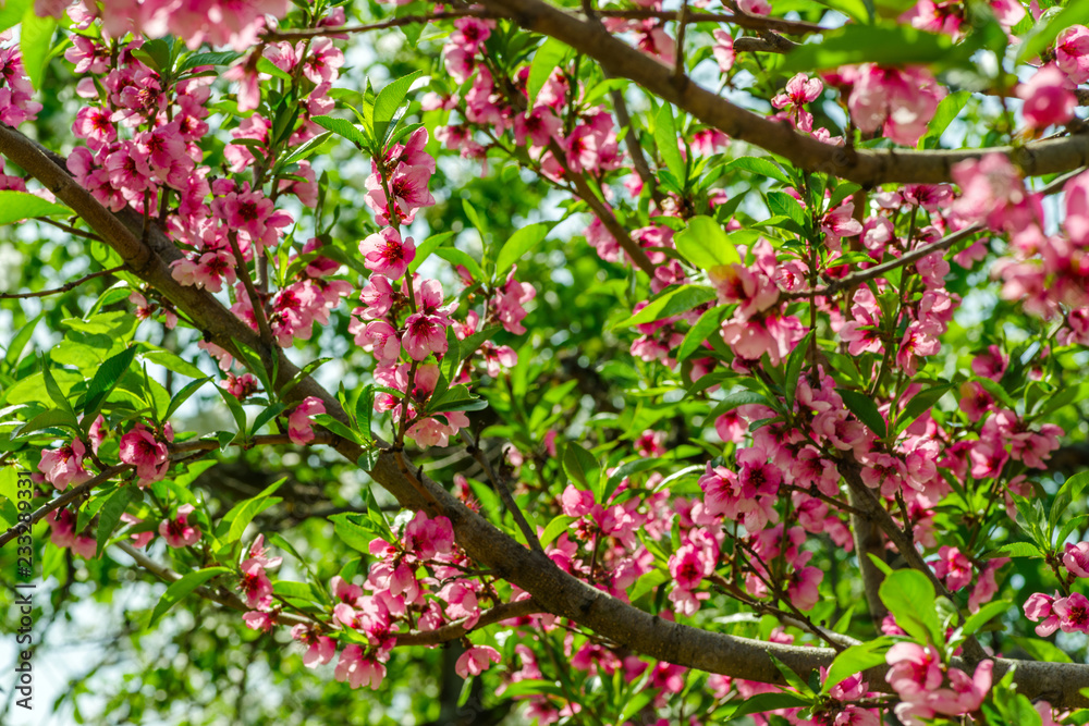 Japanese flowers of apple on the branches in spring Japanese flowers of apple on the branches in spring