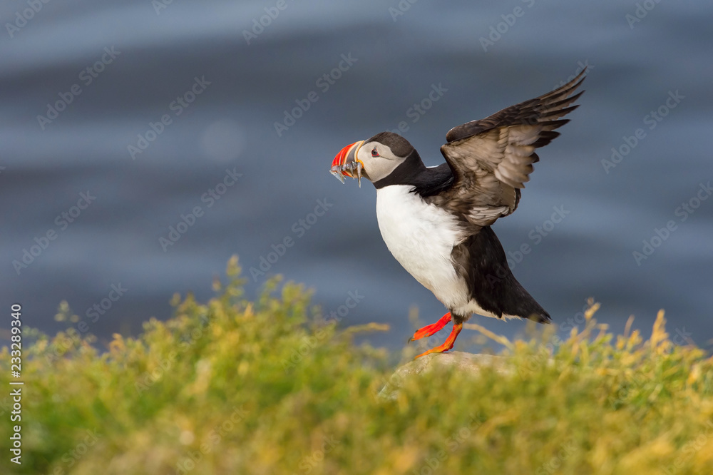 Obraz premium The Atlantic Puffin, Fratercula arctica is sitting in the grass, very clouse to its nesting hole. It is typical nesting habitat in the grass on the high cliffs on the Atlantic coast in Iceland