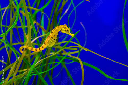 common estuary spotted yellow seahorse hanging on some grass in the tropical water aquarium