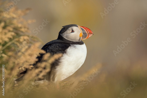 The Atlantic puffin, Fratercula arctica is sitting in the grass very clouse to its nesting hole. It is typical nesting habitat in the grass on the high cliffs on the Atlantic coast in Iceland © Petr Šimon