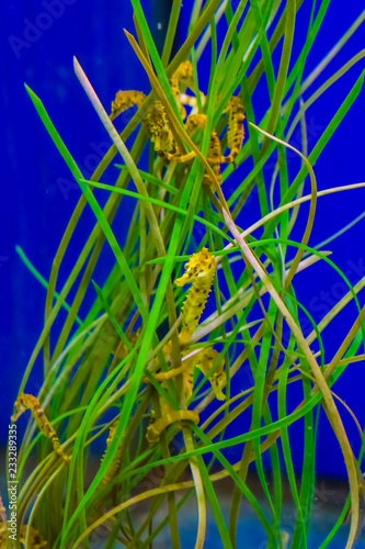 family of common estuary yellow seahorses hanging around in some seaweed grass photo