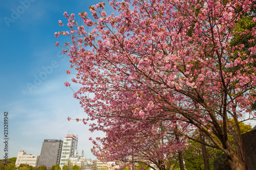 Sakura e Hanami al Parco di Ueno Tokyo