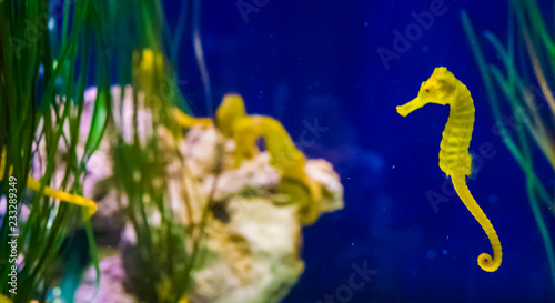 common yellow estuary sea horse in macro closeup with seahorse family in the background marine life fish portrait