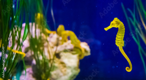 common yellow estuary sea horse in macro closeup with seahorse family in the background marine life fish portrait photo