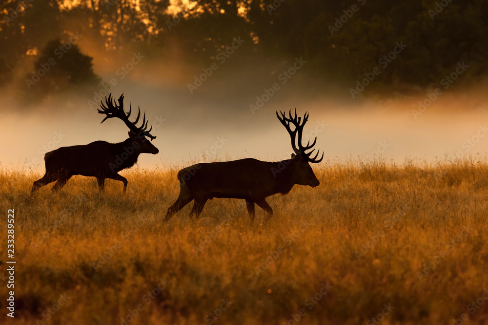 Naklejka premium The Red Deer, Cervus elaphus stands in dry grass, in typical autumn environment, majestic animal proudly wearing his antlers, sparkle in the eye, ready to fight for an ovulating hind...