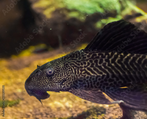 bottom dweller suckermouth tiger catfish also known as common pleco a tropcial aquarium fish pet from south america photo