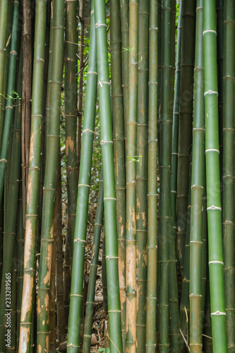 Close-up of many bamboo trees in a forest in Laos.