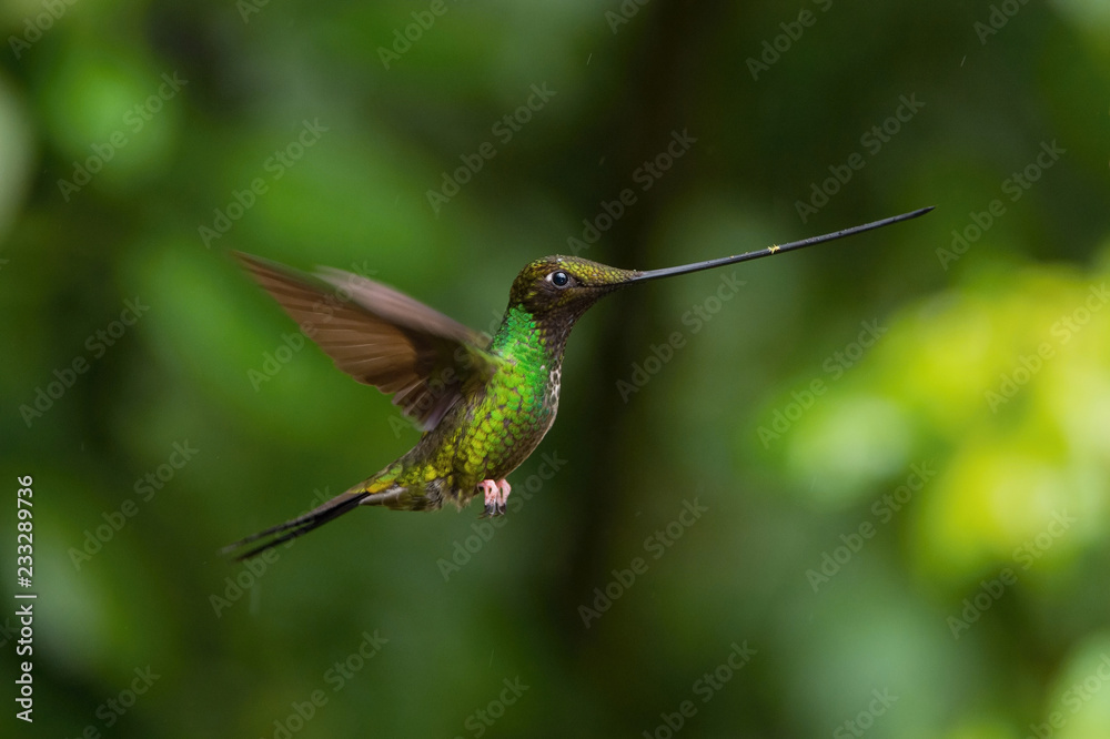Fototapeta premium The Sword-billed Hummingbird, Ensifera ensifera is a neotropical species from Ecuador. He is hovering and drinking the nectar from the trumpet red flower. Dark green backround.