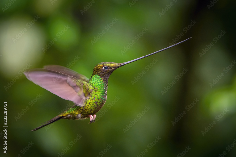 Fototapeta premium The Sword-billed Hummingbird, Ensifera ensifera is a neotropical species from Ecuador. He is hovering and drinking the nectar from the trumpet red flower. Dark green backround.