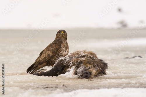 The Common Buzzard, Buteo buteo is sitting on the skeleton of wild boar in winter environment of wildlife. In the foreground is a snow... photo