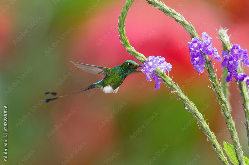 The Hummingbird is hovering and drinking the nectar from the beautiful flower in the rain forest. Flying White-booted Racket-tail, Ocreatus underwoodii with nice colorful background, Ecuador The Hummingbird is hovering and drinking the nectar from the beautiful flower in the rain forest. Flying White-booted Racket-tail, Ocreatus underwoodii with nice colorful background, Ecuador
