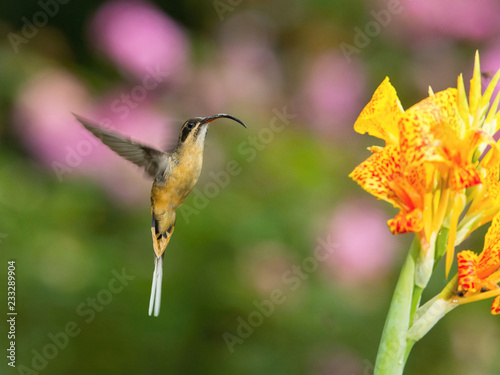 The Hummingbird is hovering and drinking the nectar from the beautiful flower in the rain forest. Flying Tawny-bellied Hermit, Phaethornis syrmatophorus with nice colorful background. photo