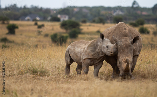 Rhino baby Love
