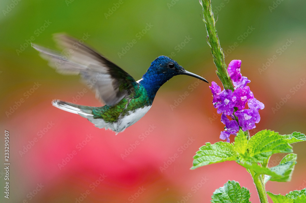 Fototapeta premium The hummingbird is soaring and drinking the nectar from the beautiful flower in the rain forest environment. Flying White-necked jacobin, florisuga mellivora mellivora with nice colorful background.